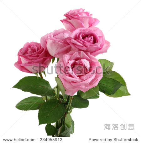 beautiful pink roses isolated on white - 站酷海洛