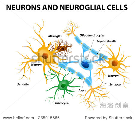 neurons and neuroglial cells.