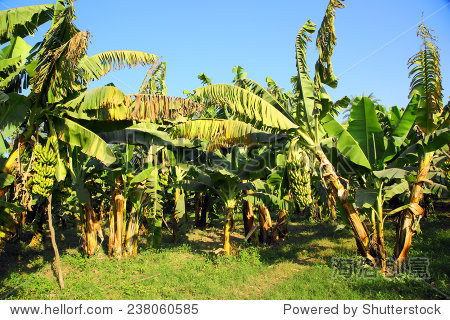 banana tree plantation in sun - egypt - 站酷海洛正版图片, 视频