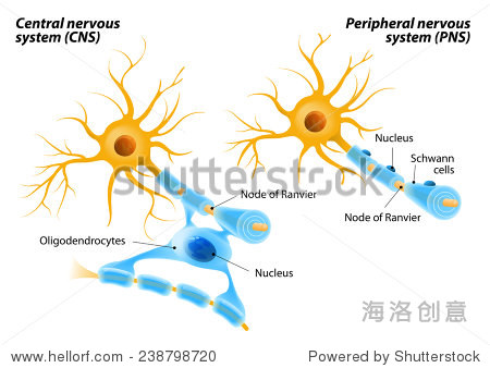 cells form segments of myelin sheaths of numerous neurons at