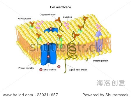 cell membrane with the phospholipid bilayer