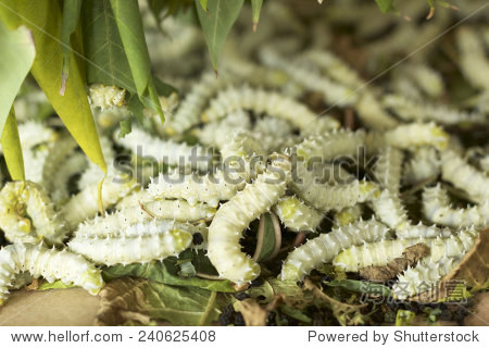silkworms with in the nature - 图片素材 - 站酷海洛plus正版图片