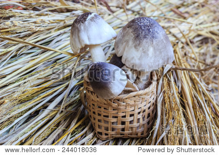 straw mushroom