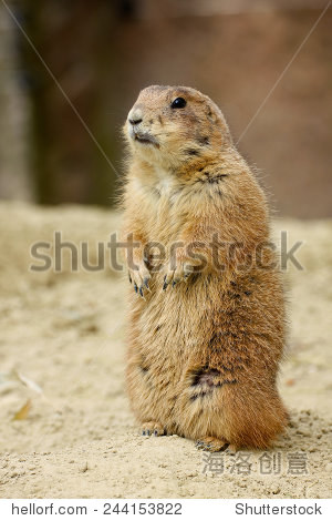 gopher looking around - 站酷海洛正版图片, 视频, 音乐素材交易平台