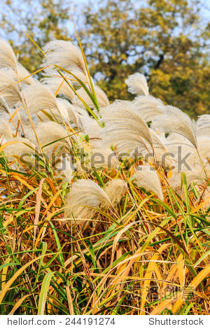 white reed flowers in autumn - 站酷海洛正版图片, 视频, 音乐素材