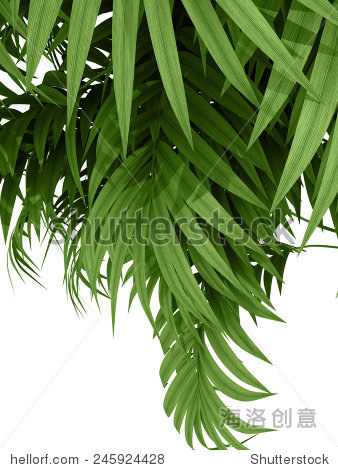 tropical plant fernleaf hedge bamboo branches on white back
