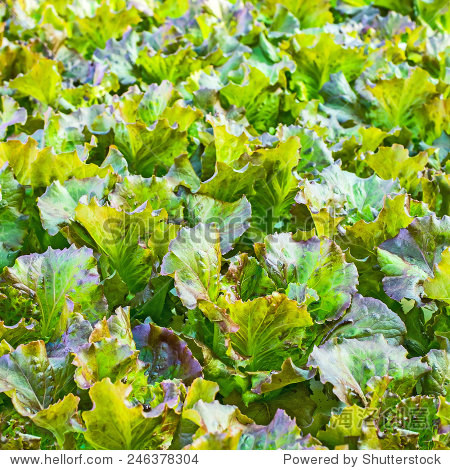 red leaf lettuce - 图片素材 - 站酷海洛plus正版图片, 视频, 音乐