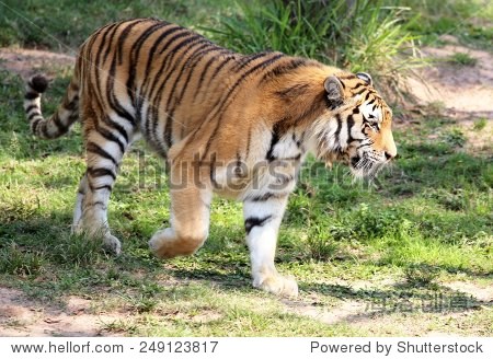siberian tiger walking - 图片素材 - 站酷海洛plus正版图片, 视频