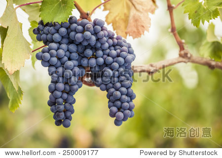 bunches of pinot noir wine grapes on the vine - 站酷海洛正版图片
