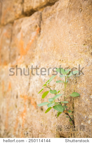 life makes its way through the stone wall.