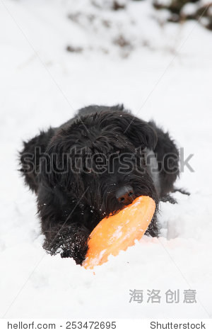 big black schnauzer dog is lying on the snow and biting an