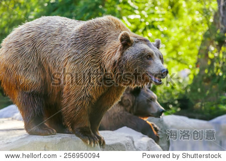 brown bear looks attentively, another bear on background - 站酷