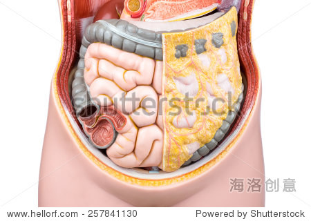 artificial model of human bowels or intestines isolated on white