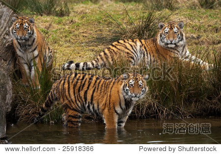 three cute siberian tiger cubs looking at something in the water