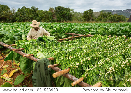 tobacco farmers collect tobacco leaves