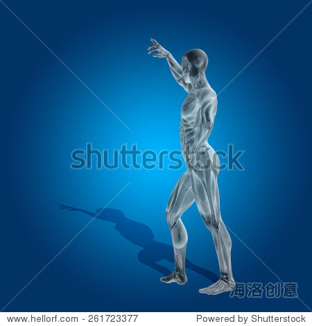 concept or conceptual human or man 3d anatomy body with muscle