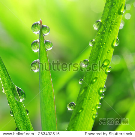 fresh green grass with dew drops closeup.