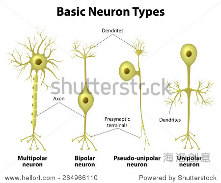 neuron cell body. different types of neurons