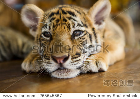 可爱的小老虎幼崽躺在木地板.浅景深