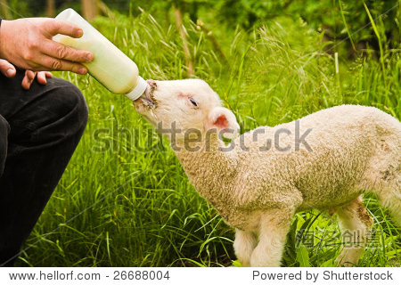 lamb feeding - 图片素材 - 站酷海洛plus正版图片, 视频, 音乐素材