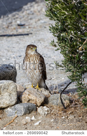 red tailed hawk on the ground, looking for lunch in the