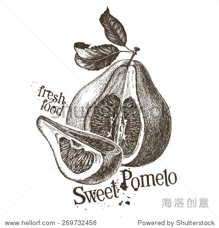pomelo vector logo design template.
