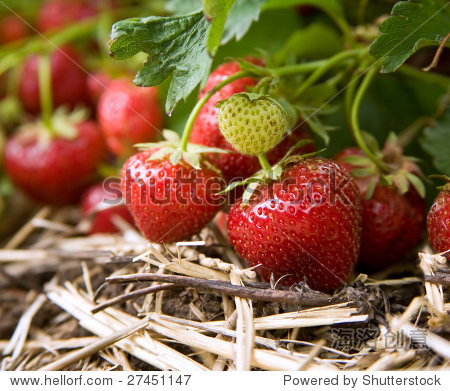 closeup of fresh organic strawberries growing on the vine