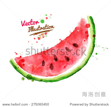 vector watercolor hand drawn watermelon.