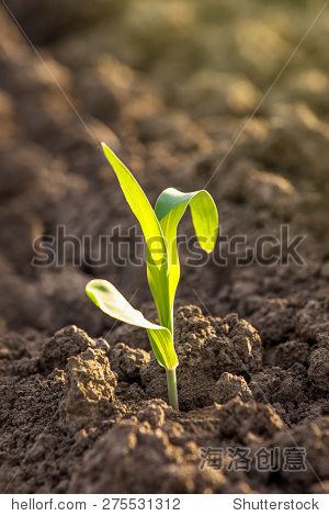 growing young green corn seedling sprouts in cultivated