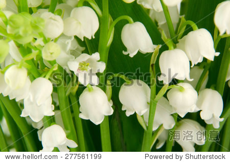 lilies-of-the-valley - 站酷海洛正版图片, 视频, 音乐素材交易平台