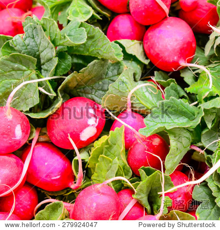 group of fresh organically grown red radish in the farmer market