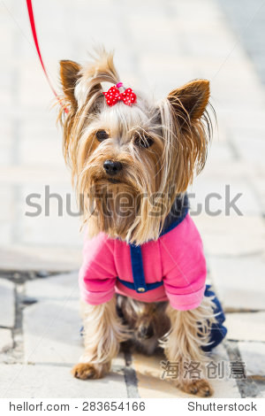 dog yorkshire terrier in clothes - 图片素材 - 站酷海洛plus正版
