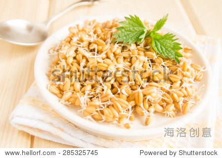 sprouted wheat seeds with mint on plate and wooden background