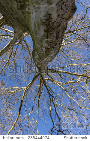 looking up the trunk and textured bark of a large deciduous tree
