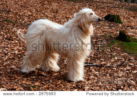 afghan hound on walk in forest.