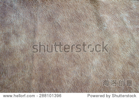 closeup of cowhide - 站酷海洛正版图片, 视频, 音乐素材交易平台
