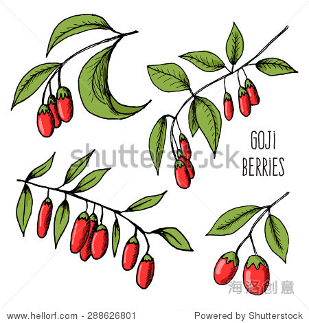 vector illustration of fresh goji berries (wolfberries) with