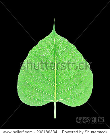 绿菩提叶孤立在黑色背景