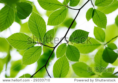 detail of fresh beech tree leaves in early spring - 站酷海洛正版