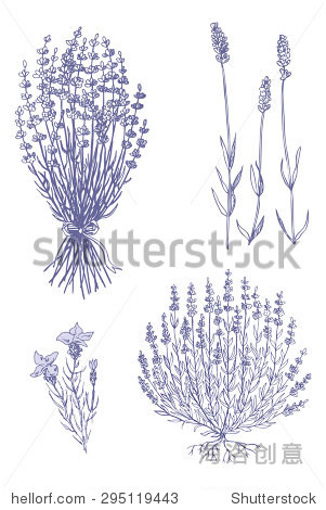 lavender set - lavender bouquet lavender bush lavender flovers