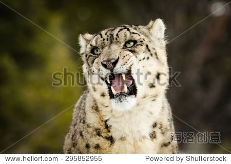 snow leopard in the mountain forest-站酷海洛正版图片, 视频, 音乐