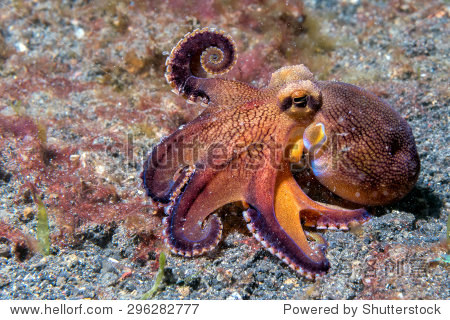 coconut octopus on sand background while diving in indonesia