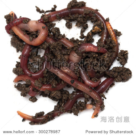 worms on a white background - 站酷海洛正版图片, 视频, 音乐素材