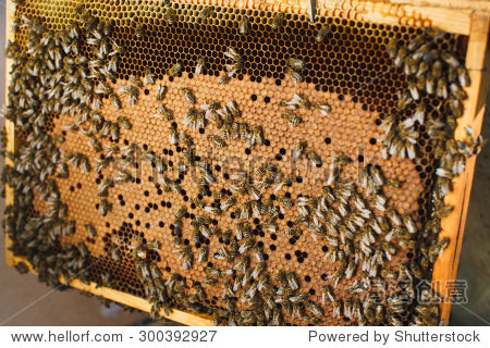 swarm of hardworking bees on beautiful orange wooden frame of