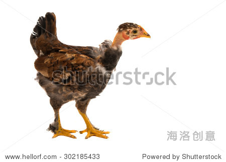 chickens on a white background - 图片素材 - 站酷海洛plus正版图片