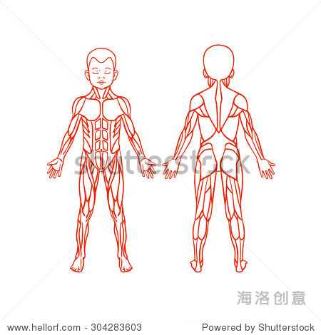 anatomy of children muscular system exercise and muscle guide