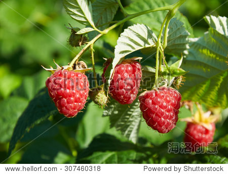several ripe red raspberries growing - 站酷海洛正