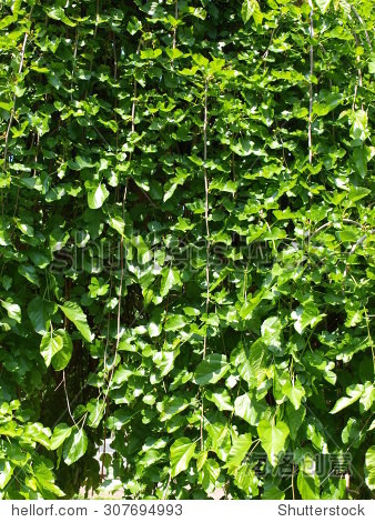 many green leaves of mulberry tree under the spring sunshine