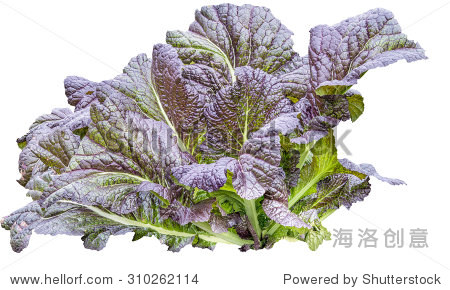 red mustard greens isolated on white background