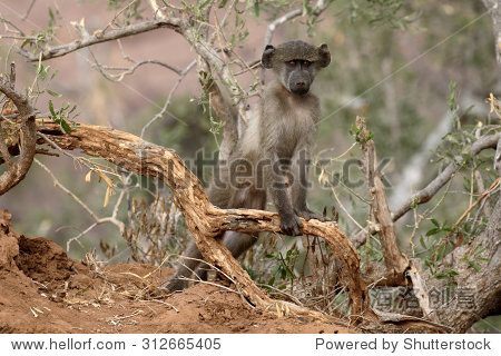 chacma baboon图片